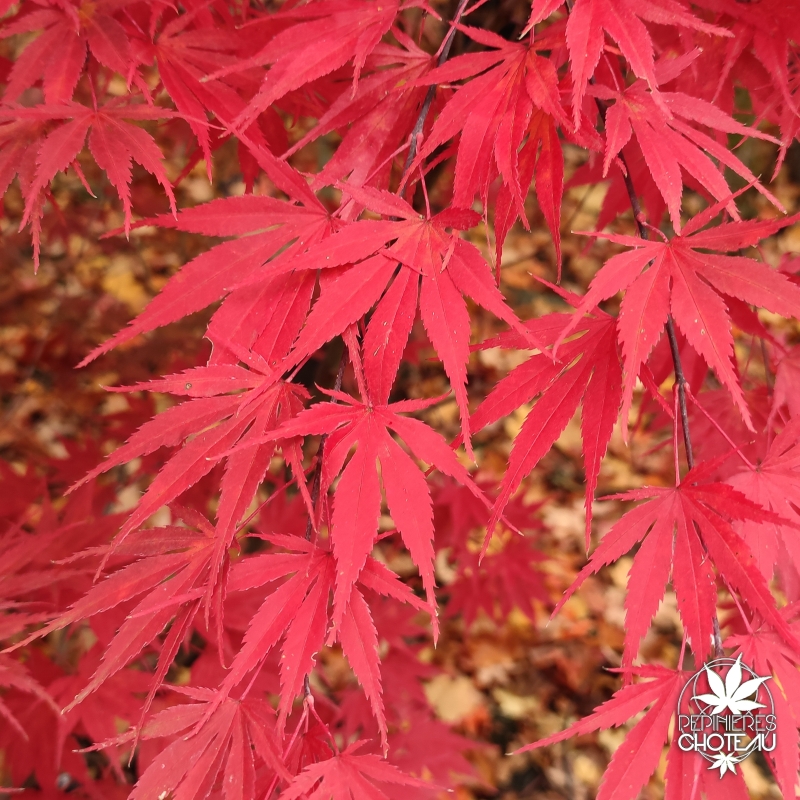 Acer-palmatum-Autumn-red-automne
