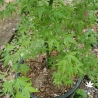 acer-palmatum-Shidava-Gold.-printemps-3
