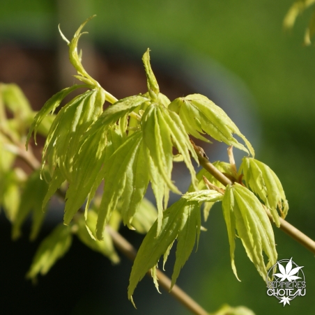acer-palmatum-shidava-gold-printemps