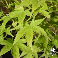 acer-palmatum-shidava-gold-fin-de-l-ete
