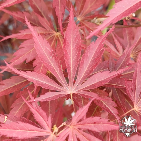 Acer-palmatum-Autumn-glory-printemps