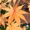 Acer-palmatum-Shigitatsu-sawa-automne