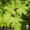 acer-palmatum-shigitatsu-sawa-printemps-2