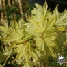 acer-palmatum-shigitatsu-sawa-printemps