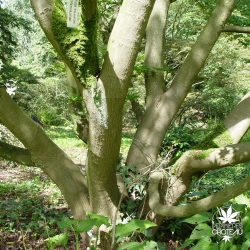 acer-palmatum-shigitatsu-sawa-ecorce