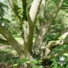 acer-palmatum-shigitatsu-sawa-ecorce