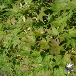 acer-palmatum-shigitatsu-sawa-ete