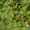 acer-palmatum-shigitatsu-sawa-ete