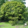 acer-palmatum-shigitatsu-sawa-adulte-ete
