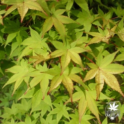 acer-palmatum-aureum-ete