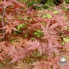 Tenuifolium