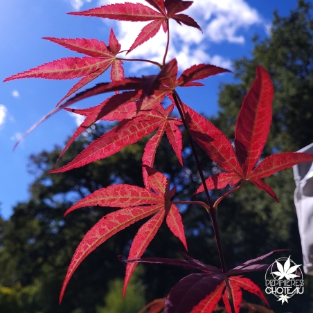 Acer-palmatum-Attraction-nouvelle-pousse-d-ete