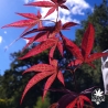 Acer-palmatum-Attraction-nouvelle-pousse-d-ete