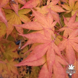 Acer-palmatum-Shigure-zome-debut-de-l-automne