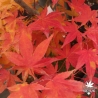 Acer-palmatum-Shigurezome-automne-3