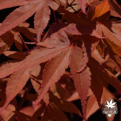 acer-palmatum-shigurezome-printemps