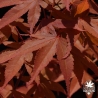 acer-palmatum-shigurezome-printemps