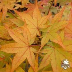 acer-palmatum-shigurezome-automne-4