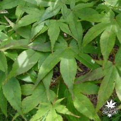 acer-palmatum-shigurezome-ete