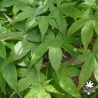 acer-palmatum-shigurezome-ete