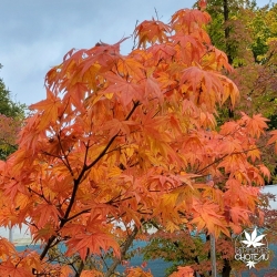 Acer-palmatum-Shigurezome-automne-2