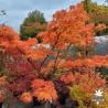 Acer-palmatum-Shigure-zome-automne
