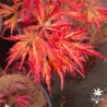 Acer-palmatum-Arton-automne