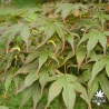 acer-palmatum-shikage-ori-nishiki-ete