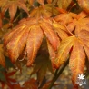 acer-palmatum-shikage-ori-nishiki-automne
