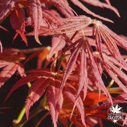 acer-palmatum-shikage-ori-nishiki-printemps