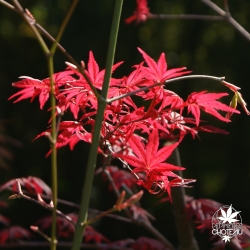 acer-palmatum-shin-deshojo-printemps