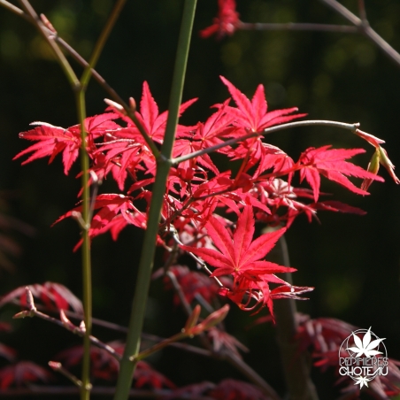 acer-palmatum-shin-deshojo-printemps