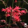 acer-palmatum-shin-deshojo-printemps