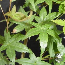 acer-palmatum-shin-deshojo-ete