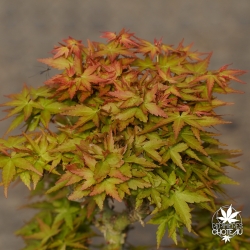 Acer-palmatum-Shin-kotohime-printemps