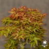 Acer-palmatum-Shin-kotohime-printemps