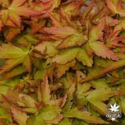 acer-palmatum-shin-kotohime-printemps-2