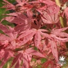 acer-palmatum-shirazz-printemps