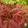 acer-palmatum-shiraz-debut-d-ete