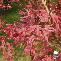 acer-palmatum-shirazz-printemps-2