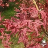 acer-palmatum-shirazz-printemps-2