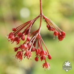 acer-palmatum-shirazz-fleurs
