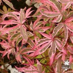 acer-palmatum-shiraz-ete