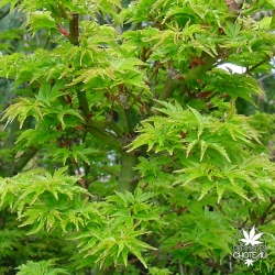acer-palmatum-shishigashira-printemps-