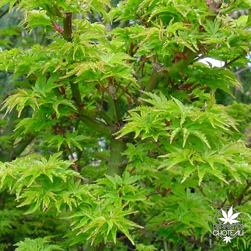 acer-palmatum-shishigashira-printemps-