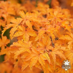 acer-palmatum-shishigashira-automne-2