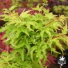 acer-palmatum-shishigashira-printemps