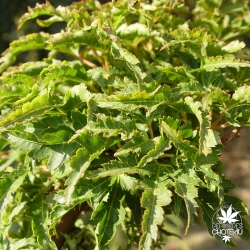acer-palmatum-shishigashira-ete