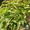 acer-palmatum-shishigashira-ete