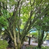 Acer-palmatum-Shishigashira-adulte-ete